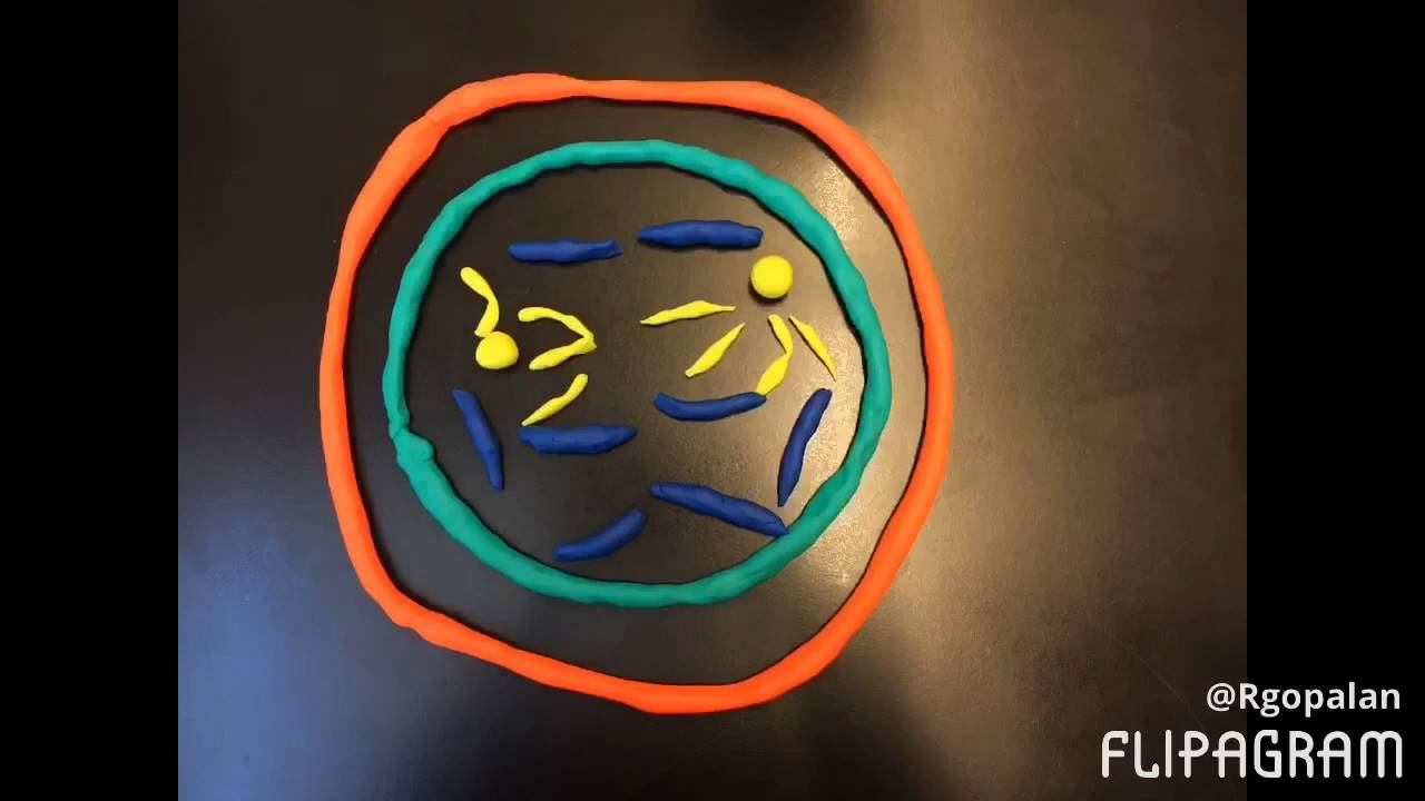 MITOSIS STOP MOTION (Period 5) смотреть онлайн