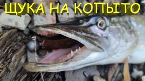 🔥 ЗИМНИЙ СПИННИНГ на Manns Predator и Relax Kopyto. ТРИ ЩУКИ, окунь и карась на ДЖИГ в декабре 🔥