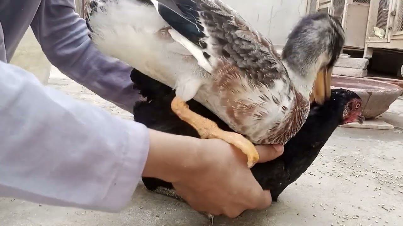 Duck mating with hen 😍💕❤️🥰 смотреть онлайн