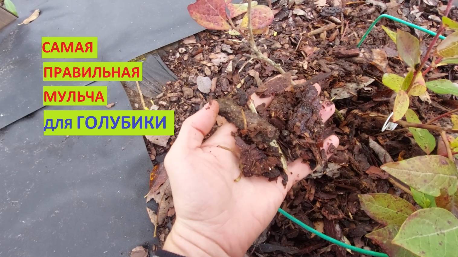 Чем мульчировать ГОЛУБИКУ?! Лучший и дешевый метод МУЛЬЧИРОВАНИЯ ГОЛУБИКИ!