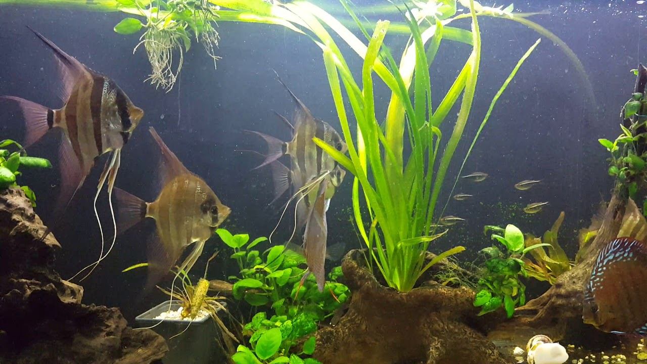 Pterophyllum Altum Inirida смотреть онлайн
