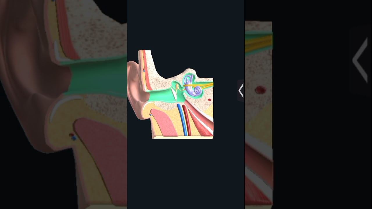 How Your Ear Actually Works (3D Animation) смотреть онлайн