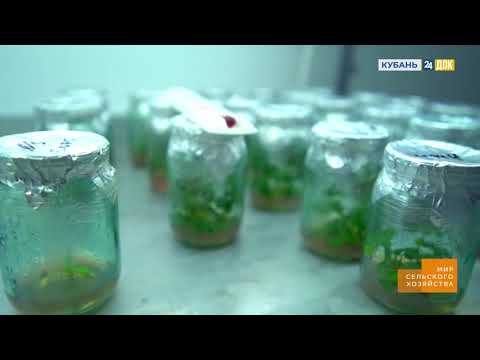 Мир сельского хозяйства. №18 Селекция смотреть онлайн