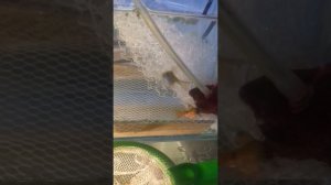 Нерест огненного барбуса