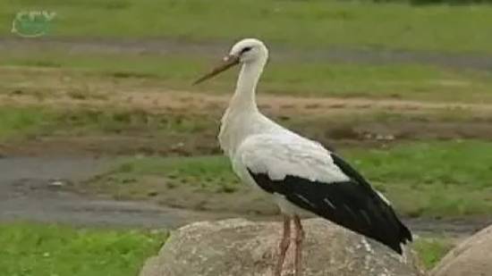 Птицы летом смотреть онлайн