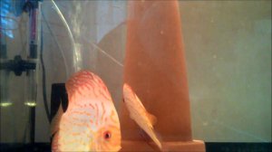 Нерест дискусов