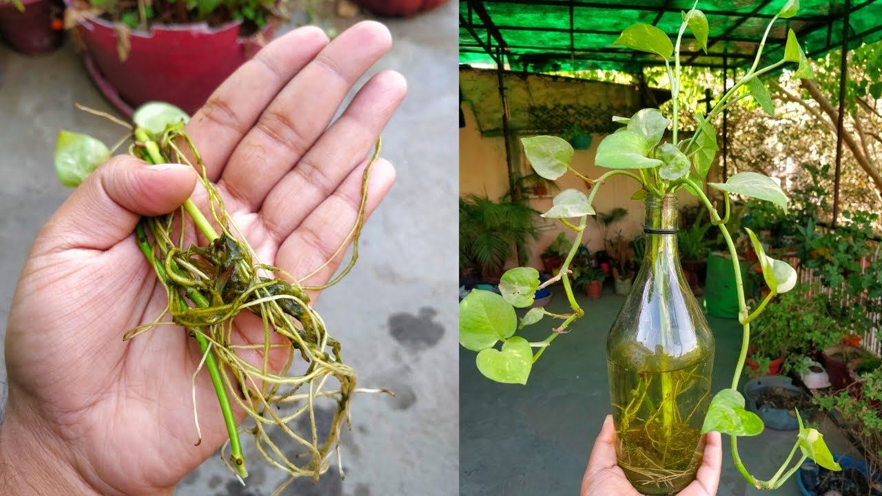 सिरफ 2 चुटकी पानी में डालेन और उगायेन मनी प्लांट पानी में! Grow Money Plant in Water| Get Big Roots смотреть онлайн