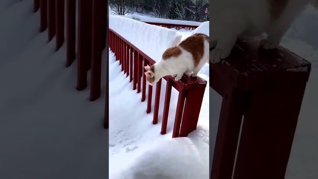 Моя кошка первый раз увидела снег смотреть онлайн