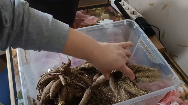 Новый способ хранения клубней георгин смотреть онлайн