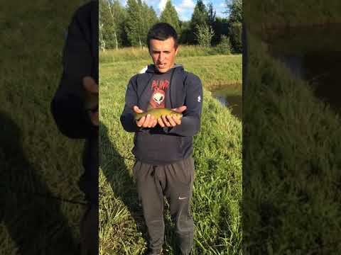 Рыба «царь» линь . .) смотреть онлайн