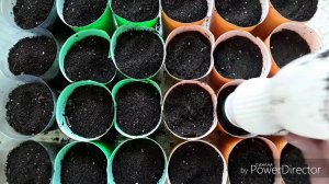 Посев семян перцев в стаканчики. Подготовка стаканчиков.