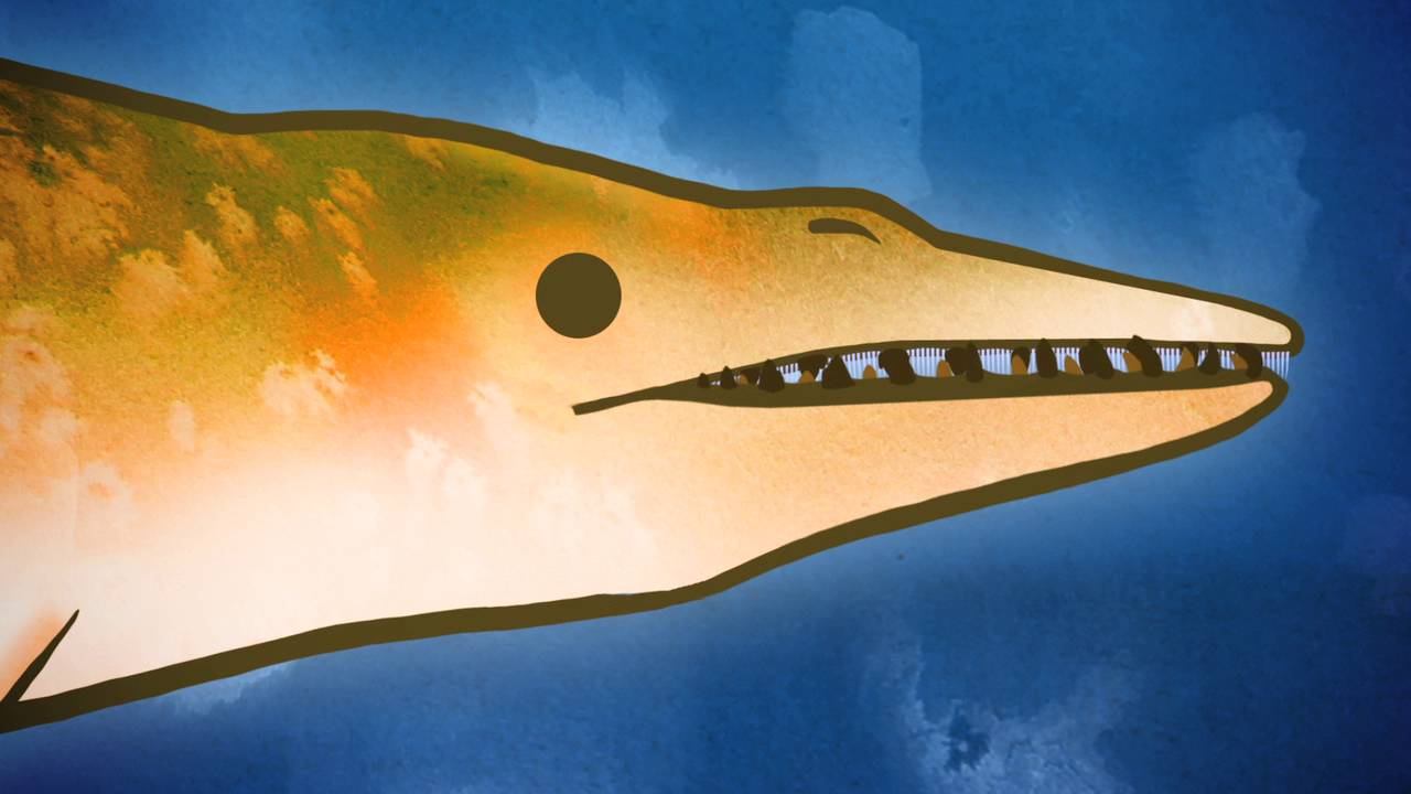 Whale Evolution, Sea Coast Science Center