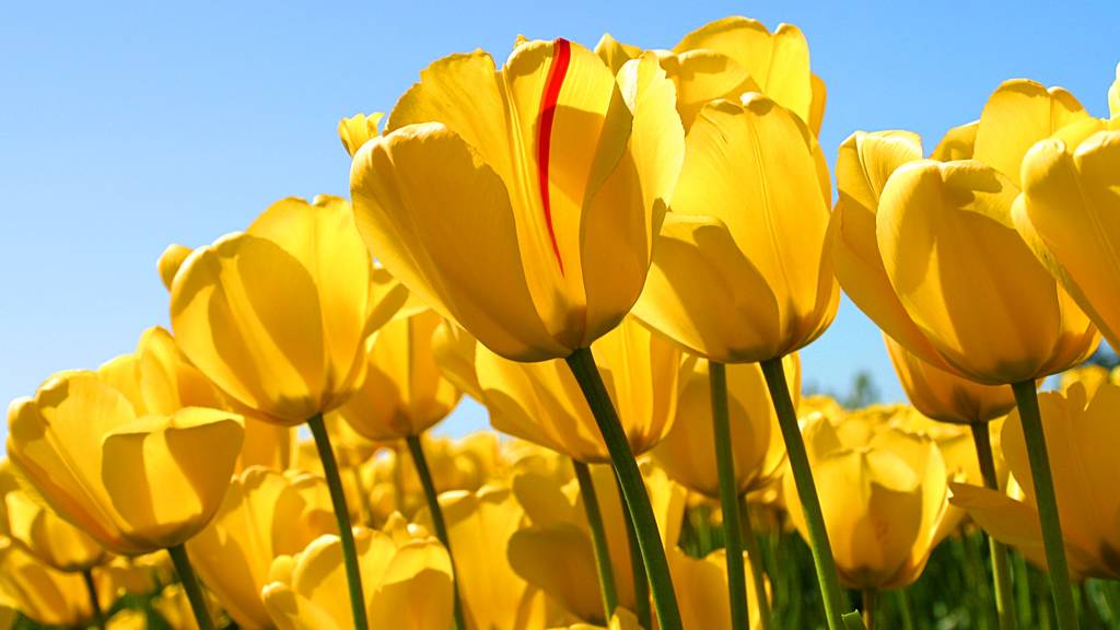 Я и дорс жиза.