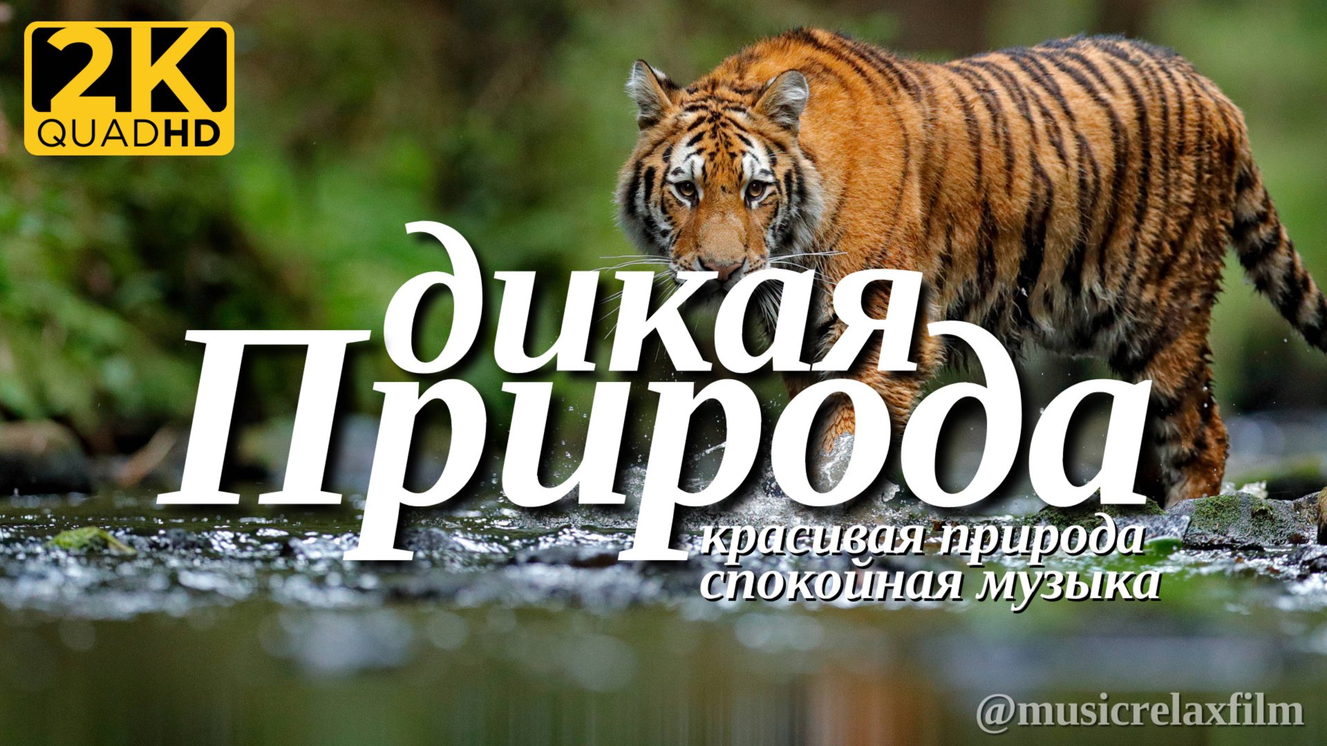 4К Дикая природа всего мира | Видео о животных и природе с успокаивающей, спокойной музыкой смотреть онлайн