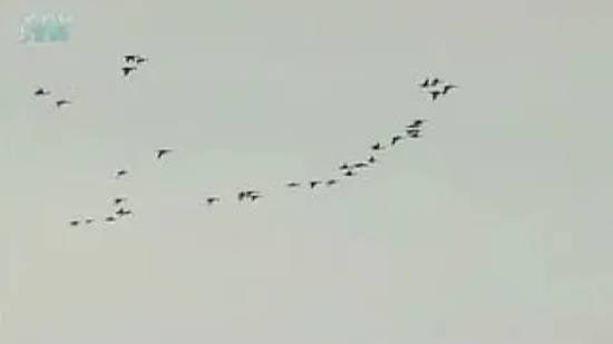 Перелетные птицы смотреть онлайн