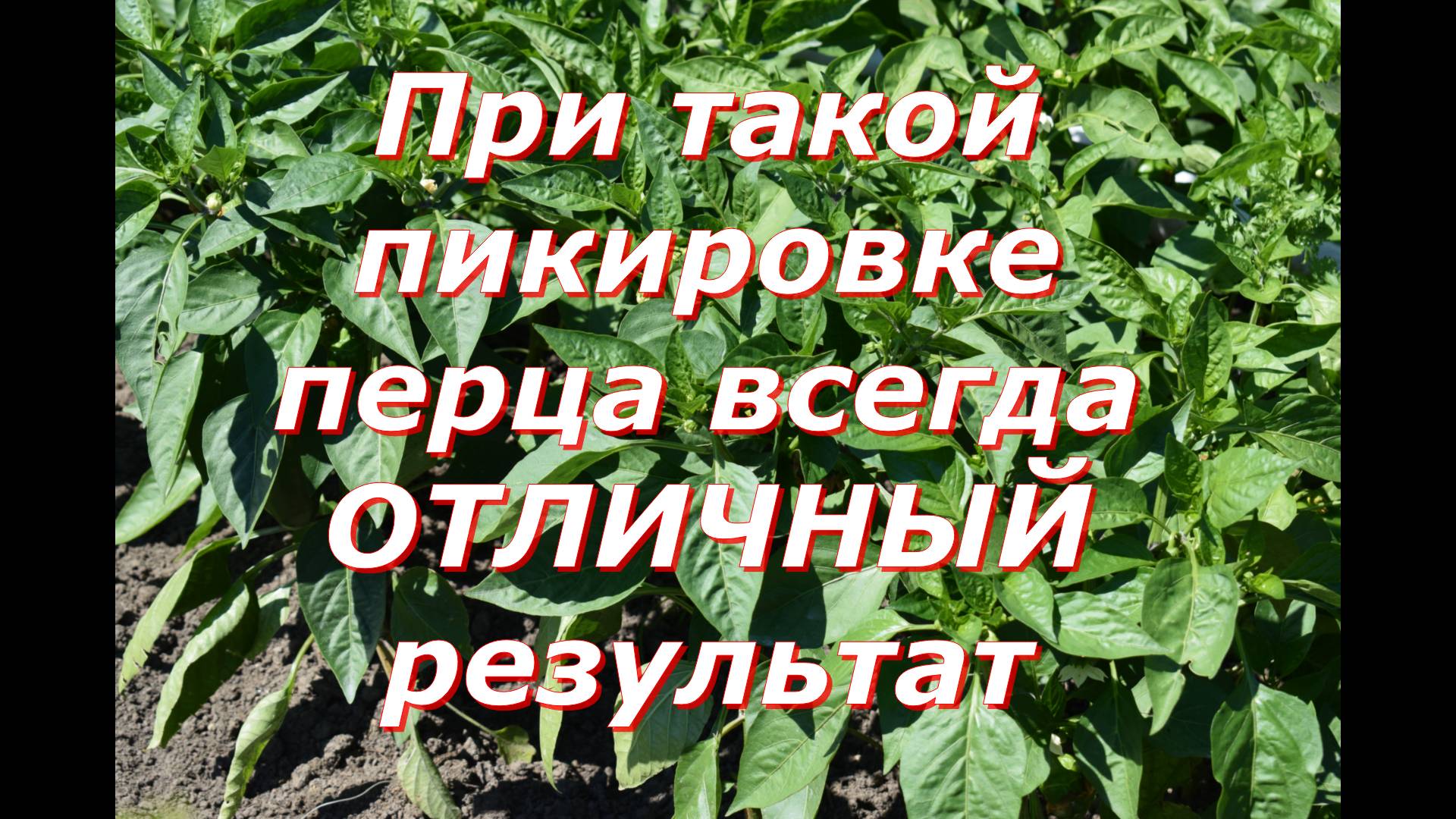 Пикировка рассады перца смотреть онлайн