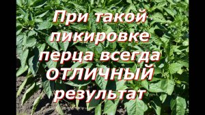 Пикировка рассады перца