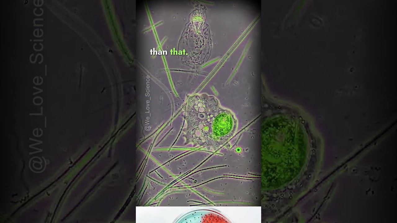 A Fascinating Blend of Crawling, Shapeshifting, and Flagella Power смотреть онлайн