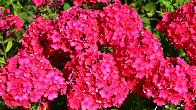 Флокс Калинка смотреть онлайн