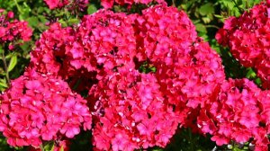 Флокс Калинка