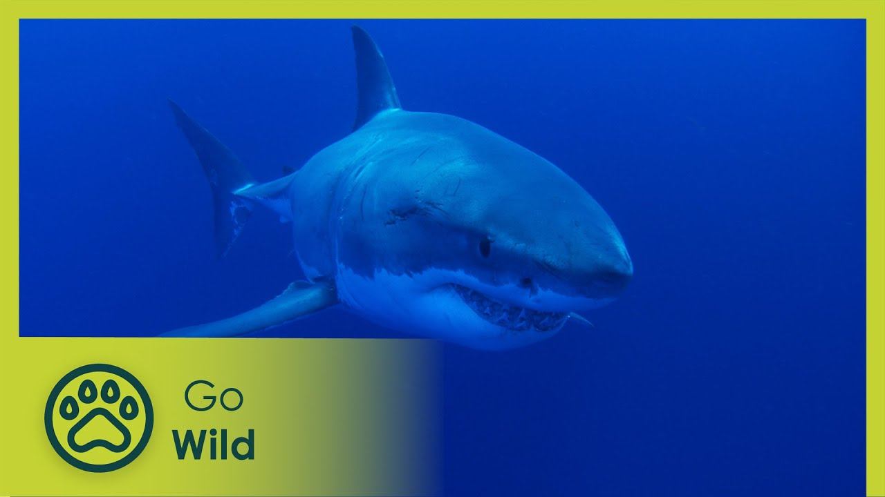 Adventure Ocean Quest (feature) - Go Wild смотреть онлайн