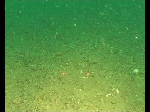 5 Marine underwater video of Wales, Cardigan Bay SAC - Sand and gravel смотреть онлайн