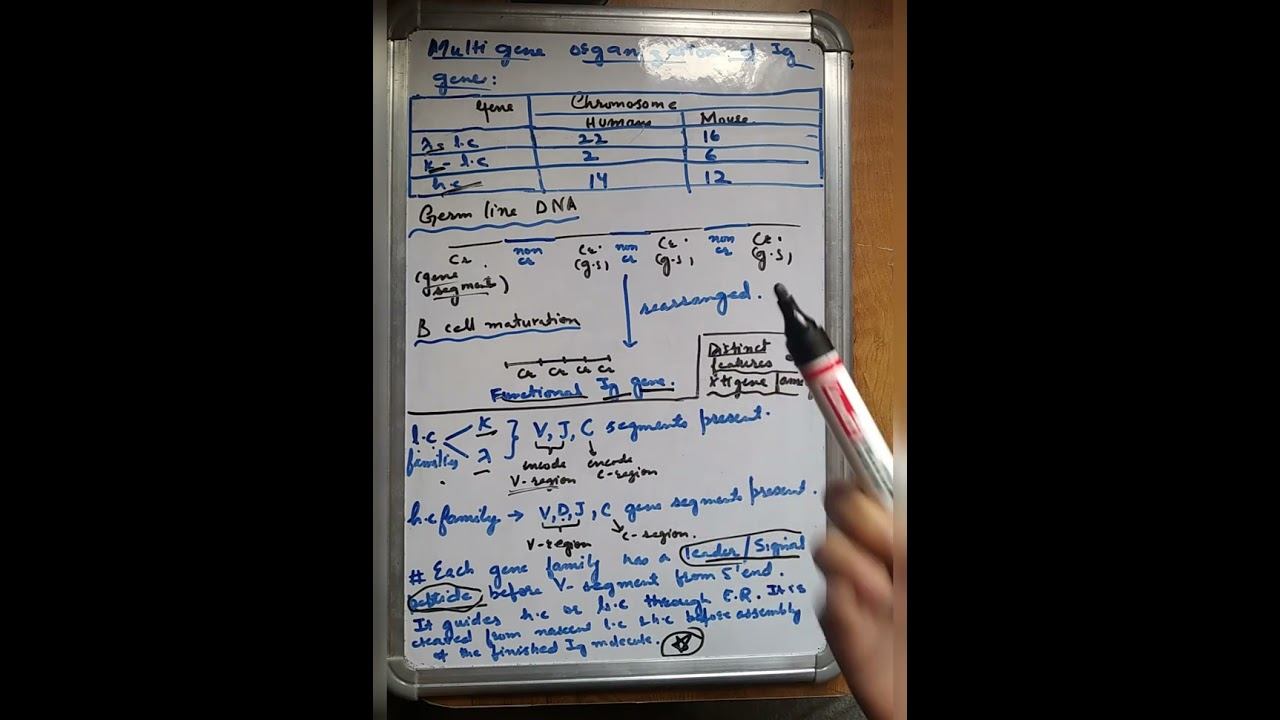 IMMUNOLOGY Multigene organisation of Ig genes and different gene families смотреть онлайн