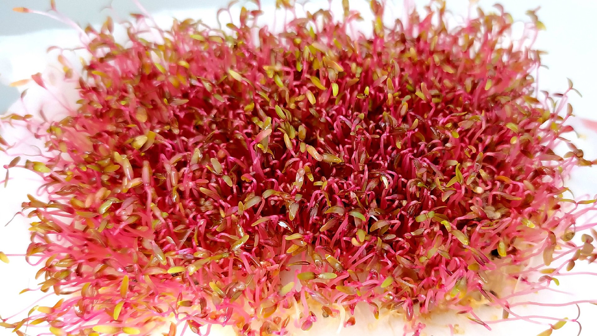 Как прорастить семена амаранта на микрозелень смотреть онлайн