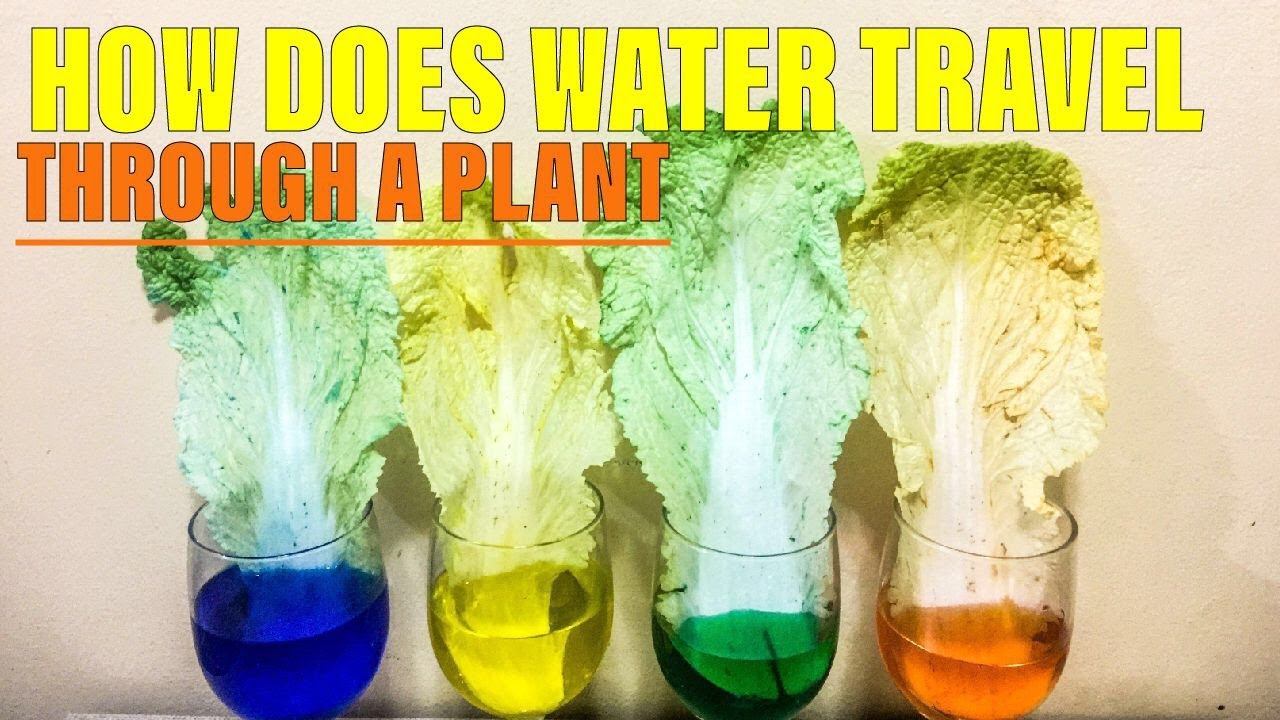 HOW DOES WATER TRAVEL THROUGH A PLANT| PLANT CHANGING COLOR|JamHomeScience смотреть онлайн
