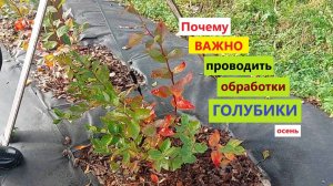 Почему ВАЖНО проводить обработки ГОЛУБИКИ