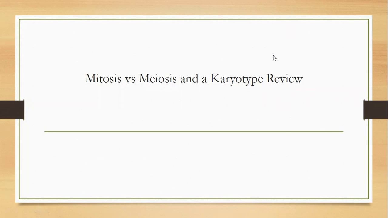 Biology Meiosis part 2 смотреть онлайн