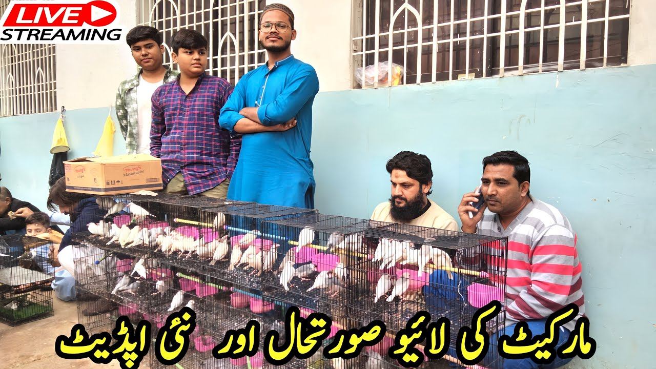 Lalukhet Sunday Birds Market Live Update 2024 |Lalukhet Birds Market Latest Update@SyedBirds смотреть онлайн