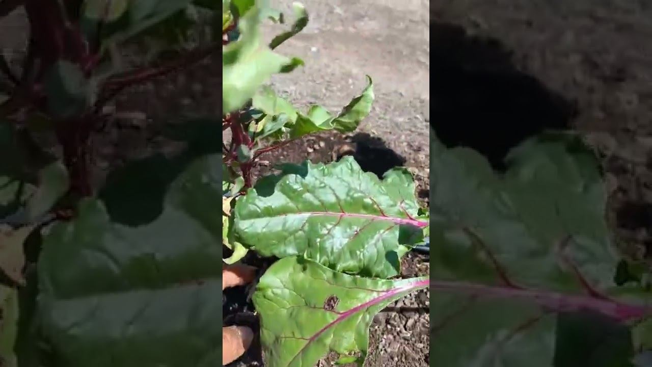 Conoce Nuestra Verdura (Agricultura Orgánica ) смотреть онлайн