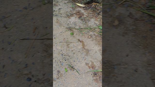 Слонёнок на Пхукете смотреть онлайн