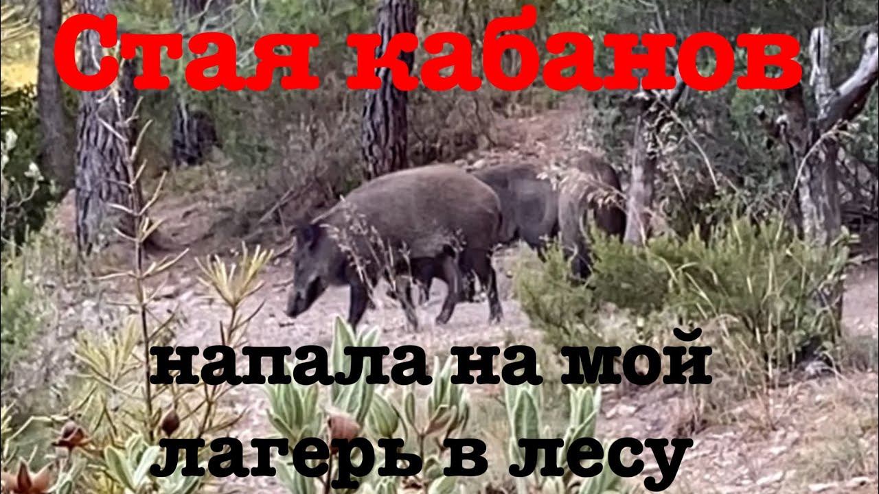 Стая диких кабанов напала на мой лагерь в лесу😱 (история + док. кадры) смотреть онлайн