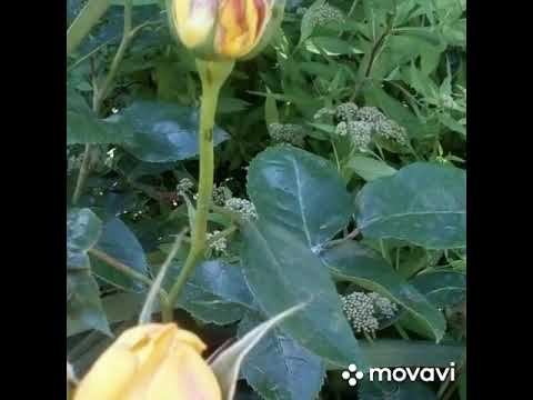 Наташины Розы смотреть онлайн