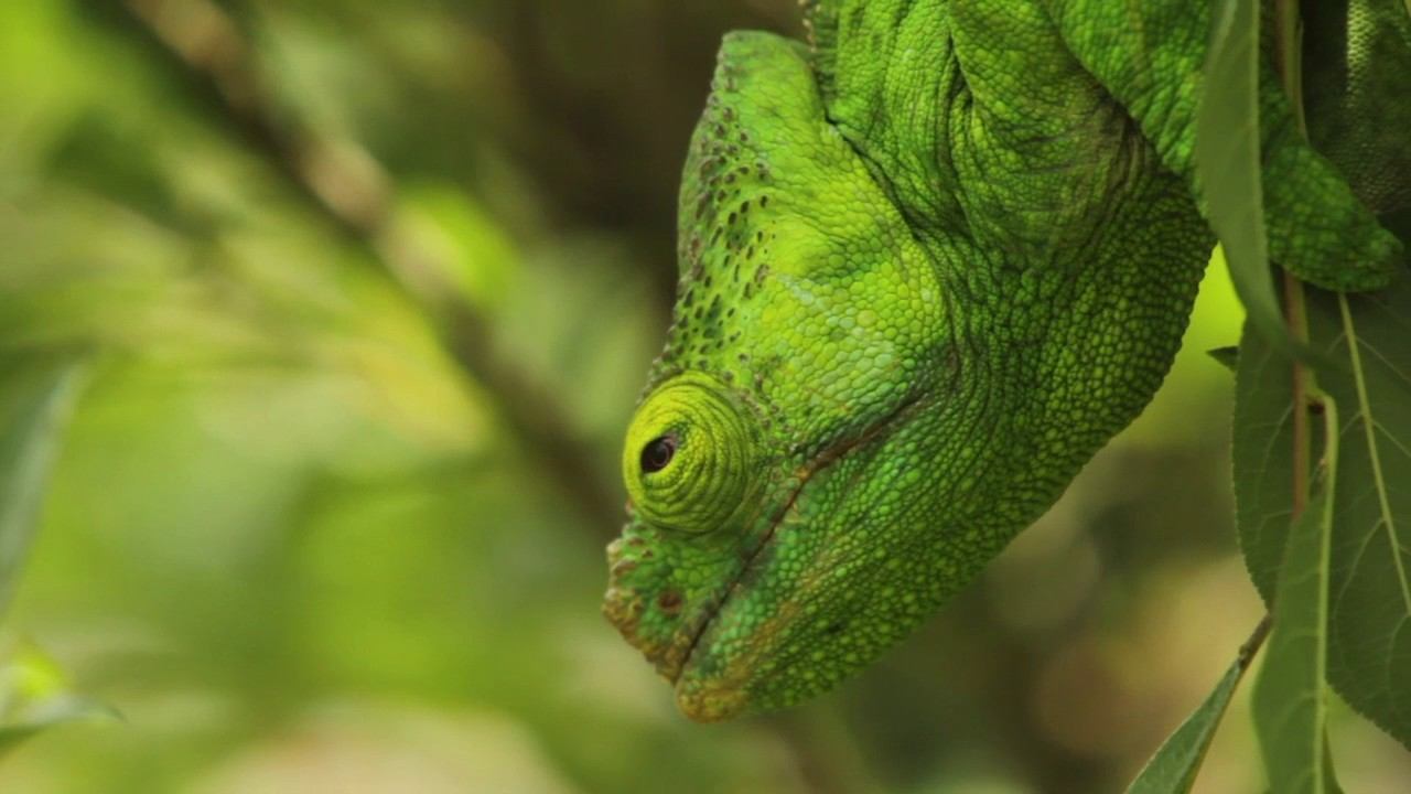 Madagascar Wildlife смотреть онлайн