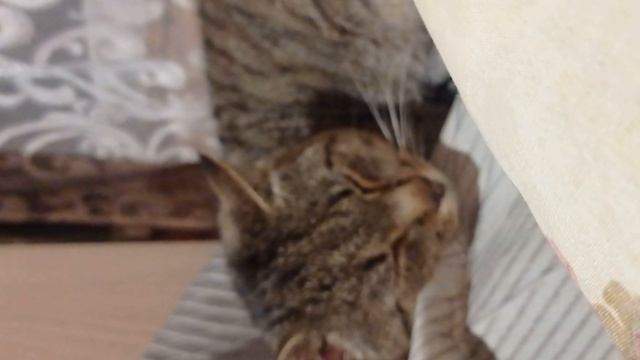 Туз отдыхает