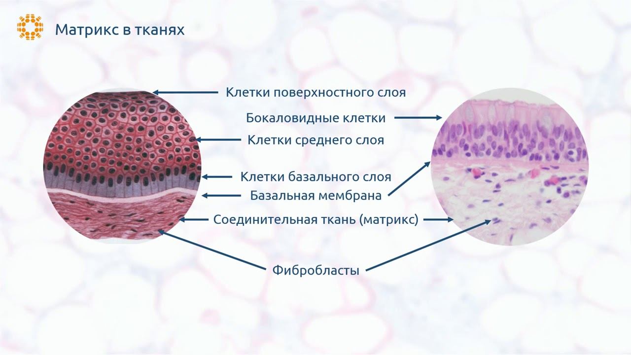 Внеклеточный МАТРИКС - состав и структура за 5 минут! Аврора смотреть онлайн