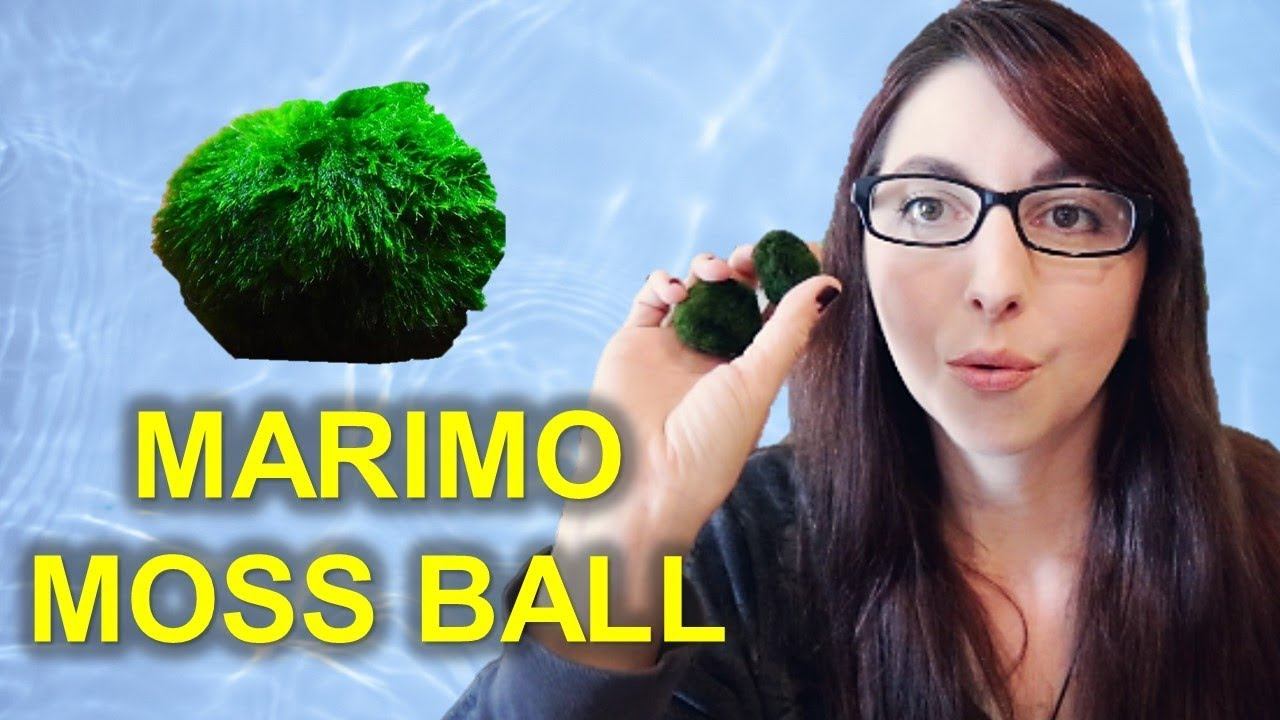 Marimo Moss Ball Beginner Care Guide | I Got Marimo Moss Balls From Ali Express смотреть онлайн