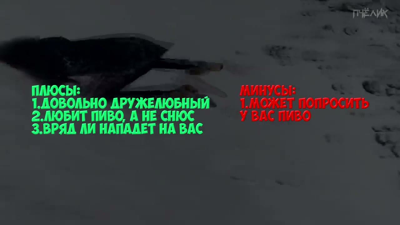 Все виды снюсоедов плюсы и минусы