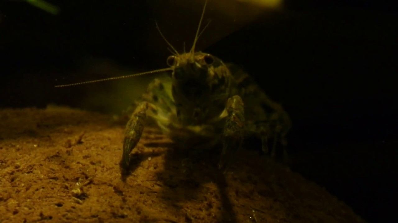 Карликовый техасский рак (Cambarellus texanus) - 11 смотреть онлайн
