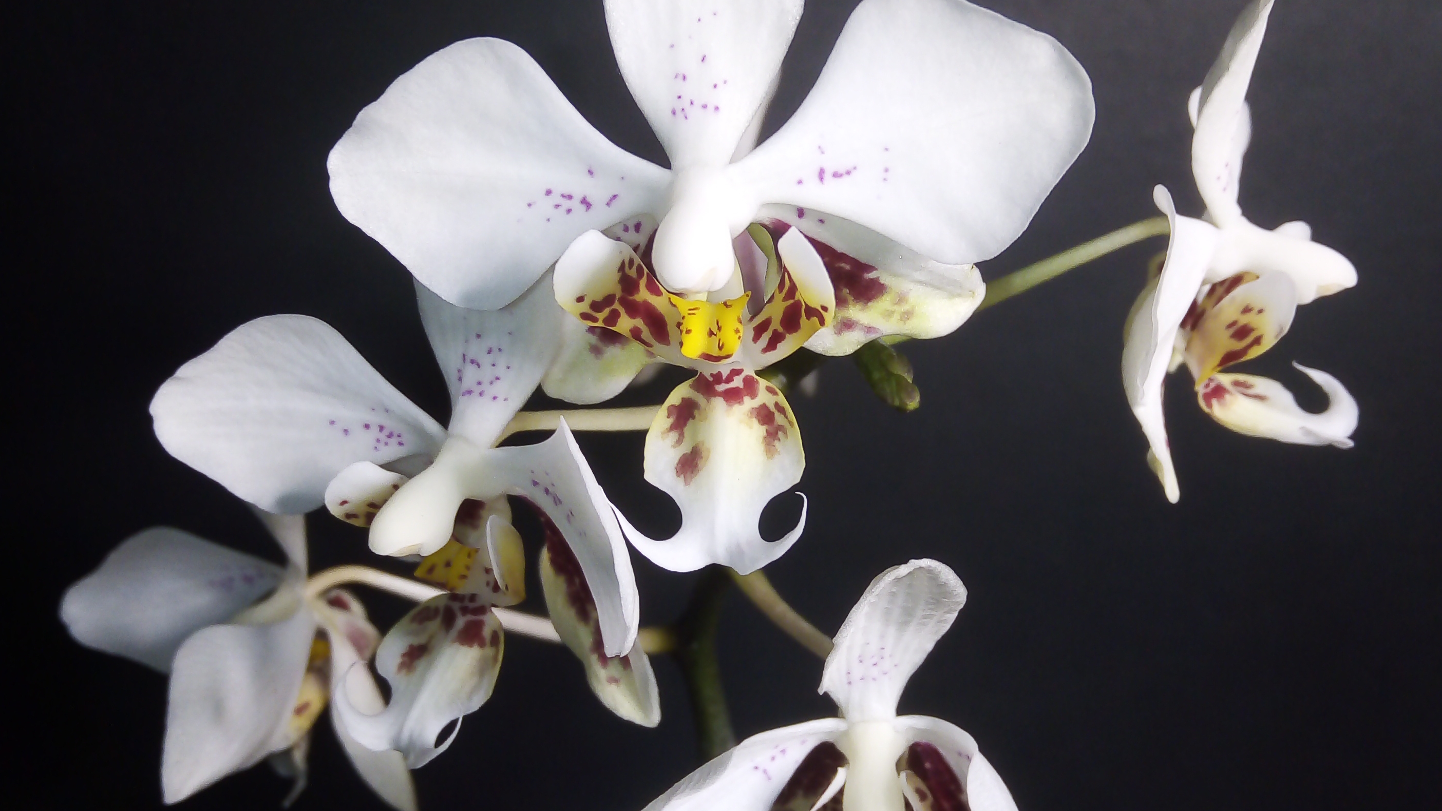 Всё о периодах и фазах роста дендробиумов и фаленопсисов