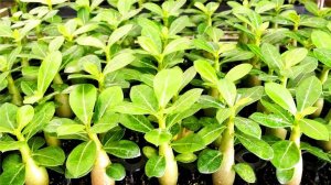 Адениум дома. Как вырастить адениум из семян. Инструкция по посеву