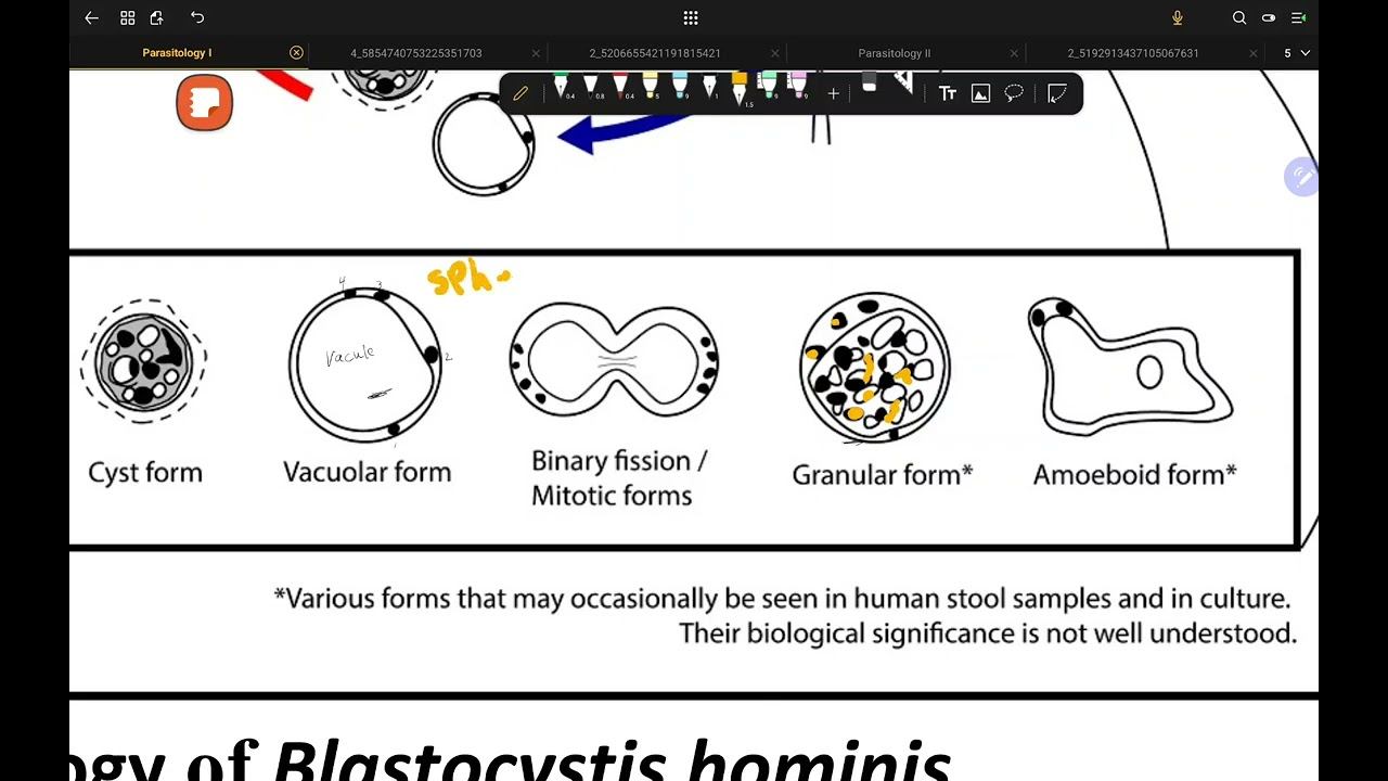 GIT- Parasitology- Lec 1- Blastocystis Hominis