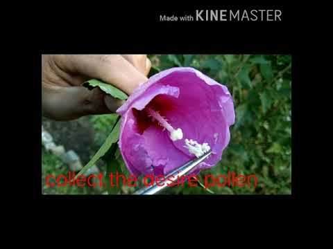 Emasculation and Cross pollination смотреть онлайн