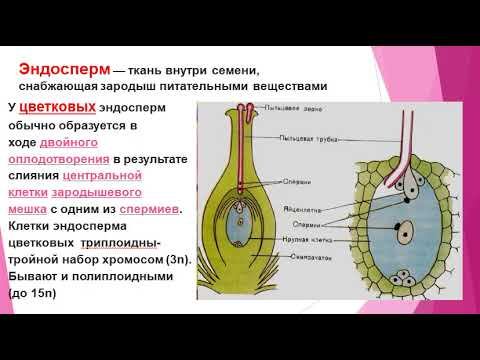 БОТАНИКА. Семя смотреть онлайн