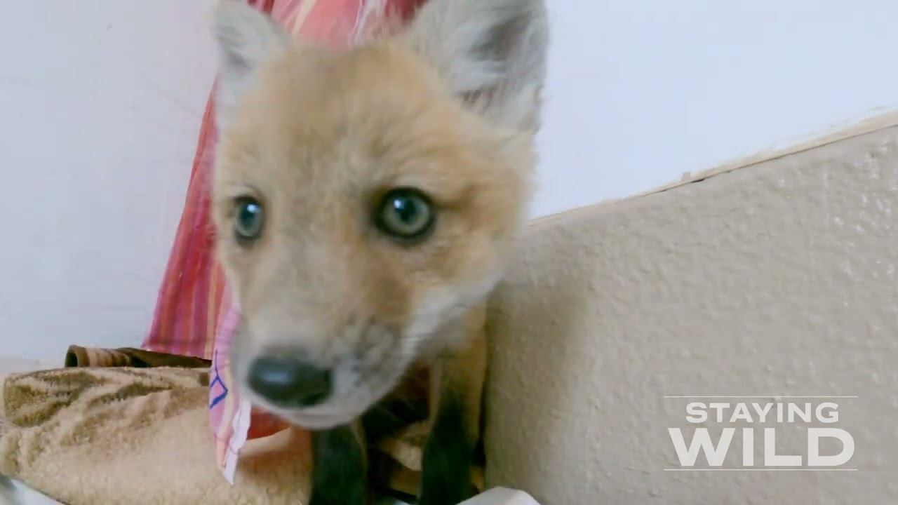 Adorable GoPro Fox Footage - STAYING WILD TV - wildlife rehabilitation смотреть онлайн