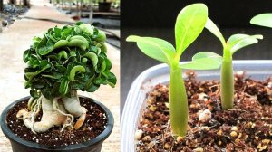 Адениум барашек Dorset Horn