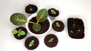 Выращивание Глоксинии из семян